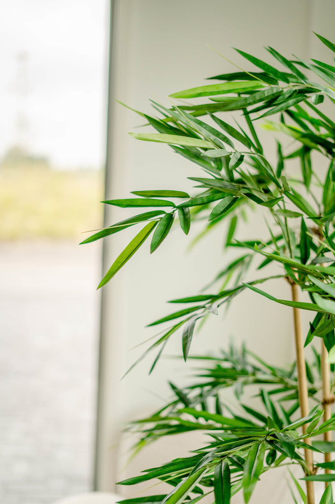 Bamboe Groen | 180 cm