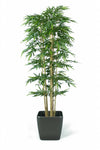 Bamboe Groen | 300 cm