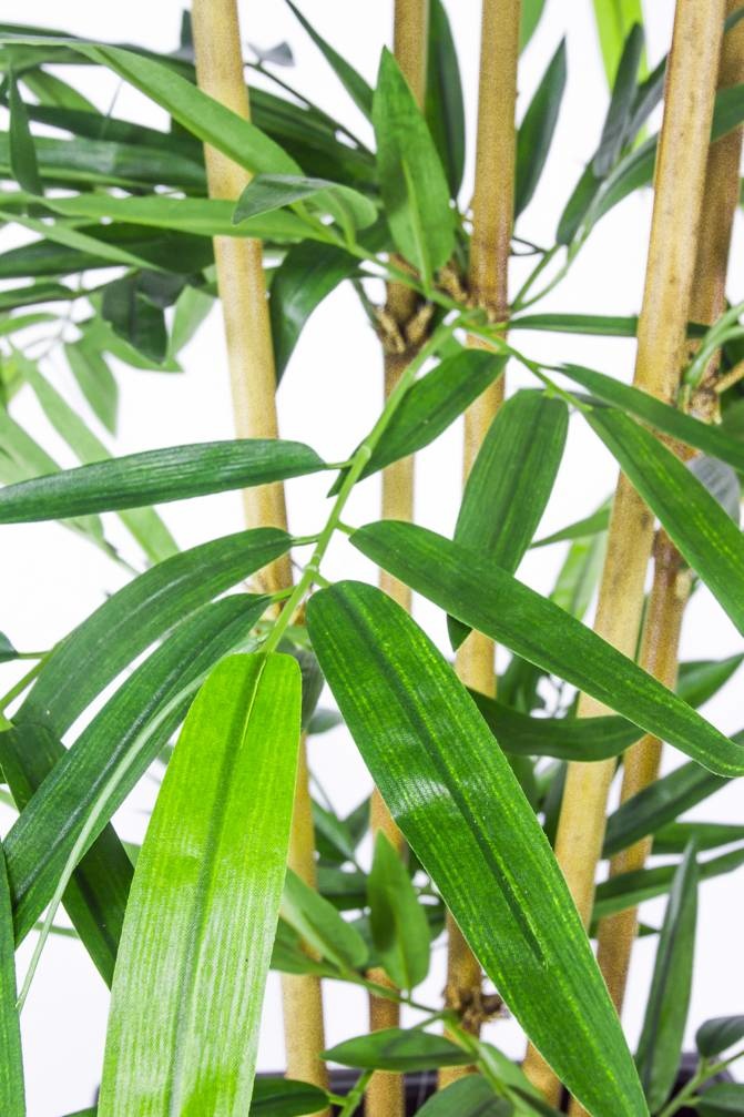 Bamboe Groen | 300 cm