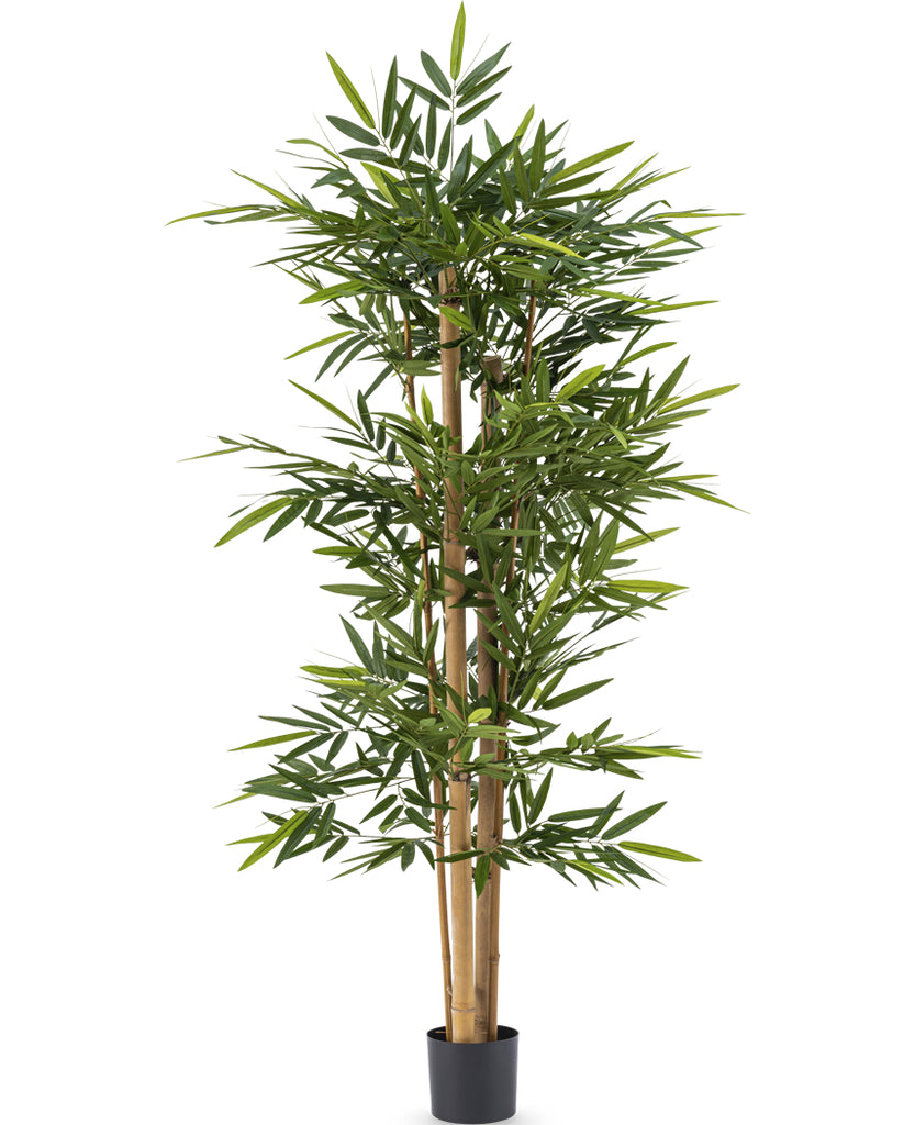 Bamboe met dikke stam | 180 cm