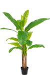 Bananenboom Groen | 150 cm
