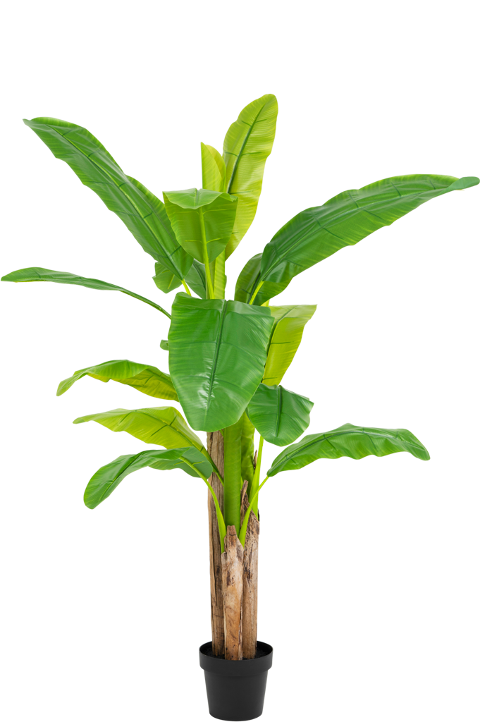 Bananenboom Groen | 150 cm