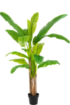 Bananenboom Groen | 180 cm