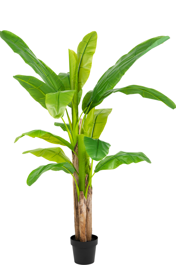Bananenboom Groen | 180 cm