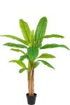 Bananenboom Groen | 200 cm