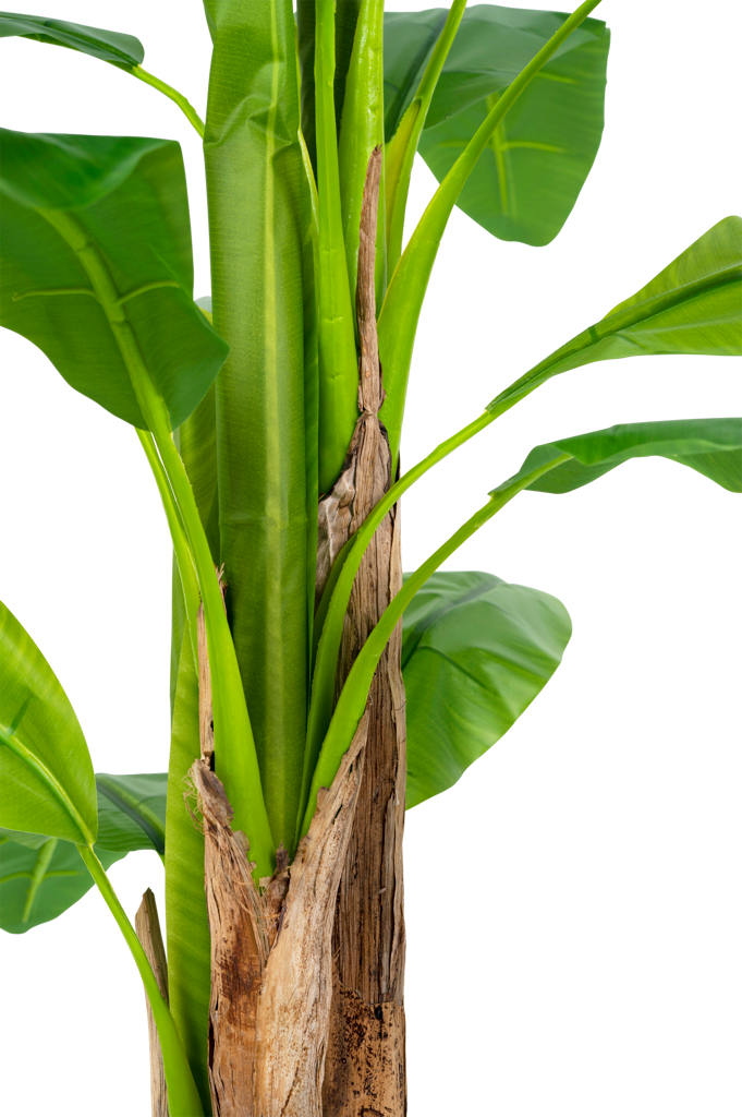 Bananenboom Groen | 200 cm