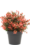 Kunstplant Buxus rood in pot UV
