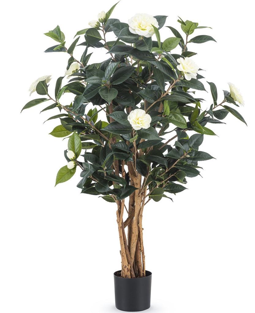 Camellia japonica | 100 cm