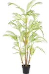 Palm Chamaedorea | 180 cm