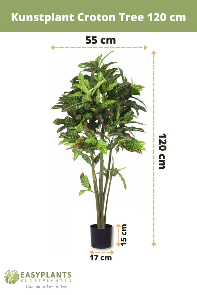 Croton Tree | 120 cm