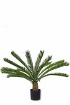 Palm Cycus Deluxe | 95 cm
