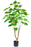 Ficus Groen | 150 cm