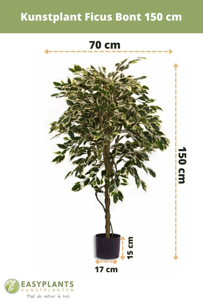 Ficus Bont | 150 cm