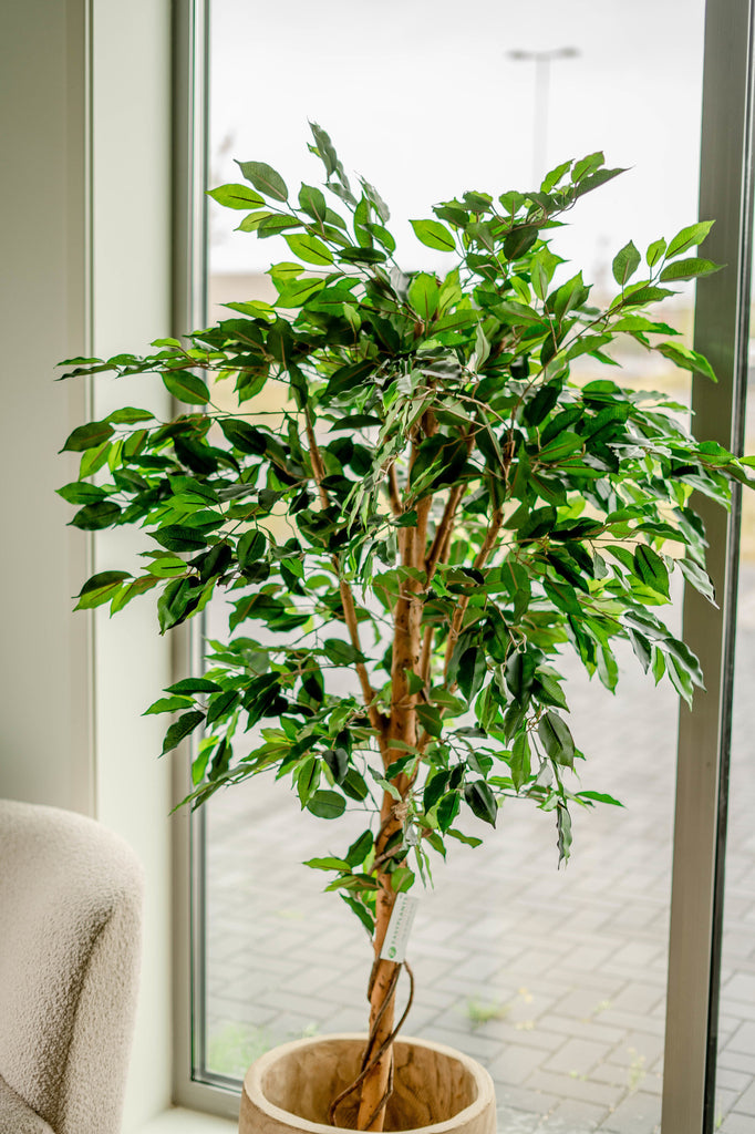 Ficus Groen | 180 cm