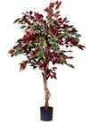 Ficus Groen/Rood | 150 cm