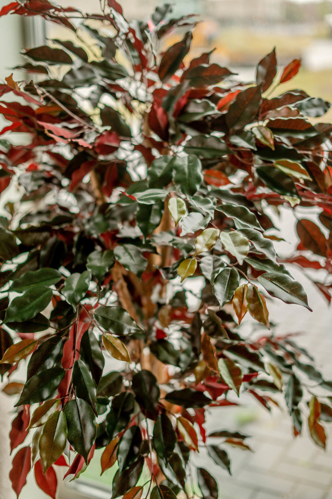 Ficus Groen/Rood | 150 cm