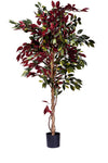 Ficus Groen/Rood | 180 cm