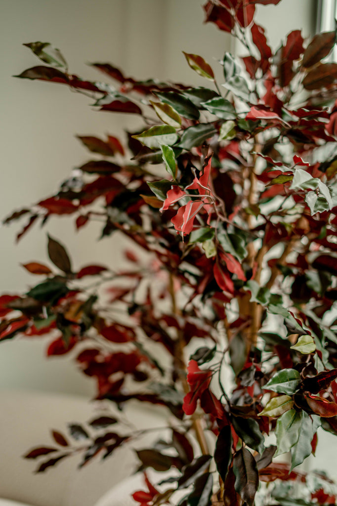 Ficus Groen/Rood | 180 cm