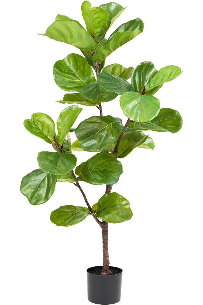 Ficus Tabaksplant Groen | 120 cm