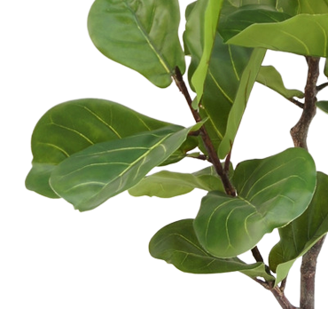 Ficus Tabaksplant Groen | 120 cm