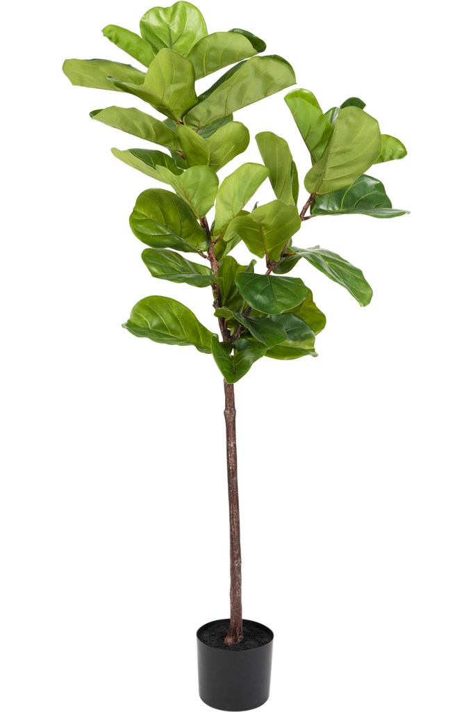 Ficus Tabaksplant | 150 cm