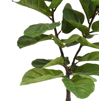 Ficus Tabaksplant | 150 cm