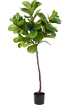 Ficus Tabaksplant | 180 cm