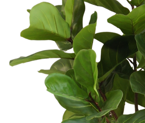 Ficus Tabaksplant | 180 cm