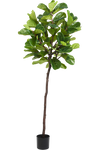 Ficus Tabaksplant | 210 cm