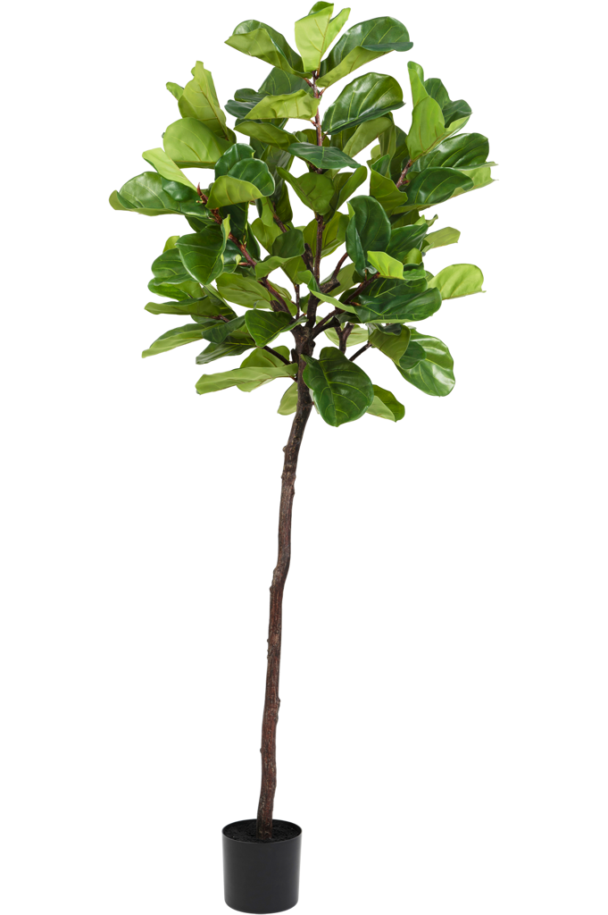 Ficus Tabaksplant | 210 cm
