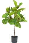 Ficus Tabaksplant | 90 cm