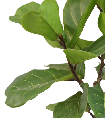 Ficus Tabaksplant | 90 cm