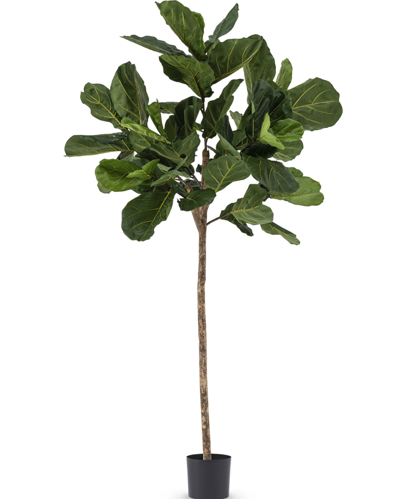 Ficus Tabaksplant Lyrate | 225 cm