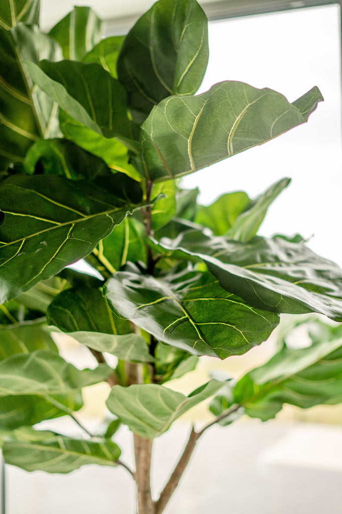 Ficus Tabaksplant Lyrate | 225 cm