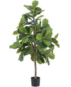 Ficus Tabaksplant Lyrate | 150 cm