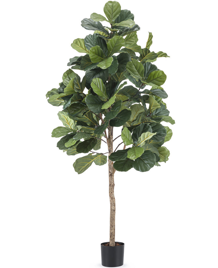 Tabaksplant Ficus Lyrate | 180 cm