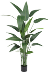 Heliconia Groen | 150 cm