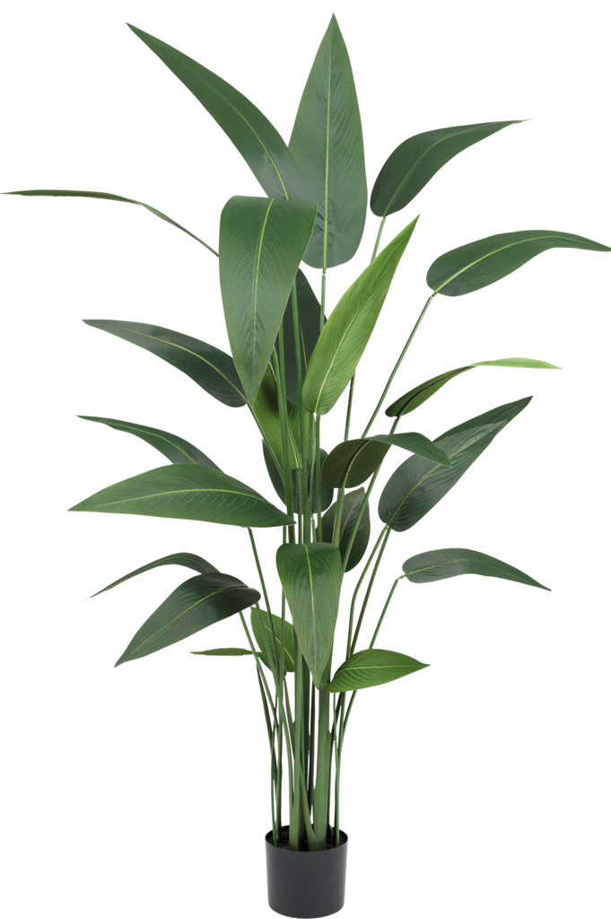 Heliconia Groen | 150 cm