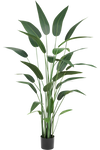 Heliconia Groen | 180 cm