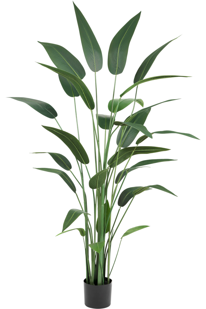 Heliconia Groen | 180 cm