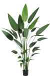 Heliconia Groen | 210 cm