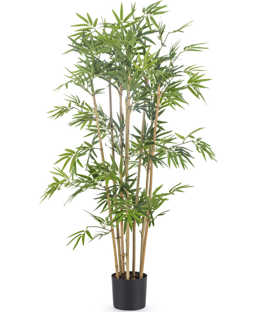 Japanse Bamboe | 110 cm