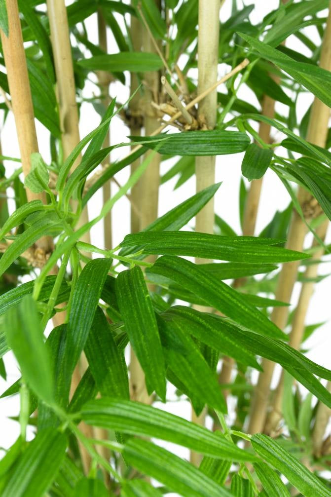 Japanse Bamboe | 110 cm