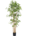 Japanse Bamboe | 170 cm