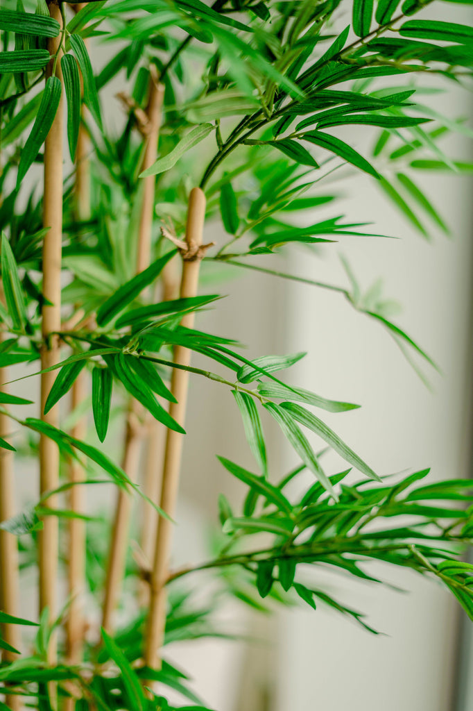 Japanse Bamboe | 170 cm