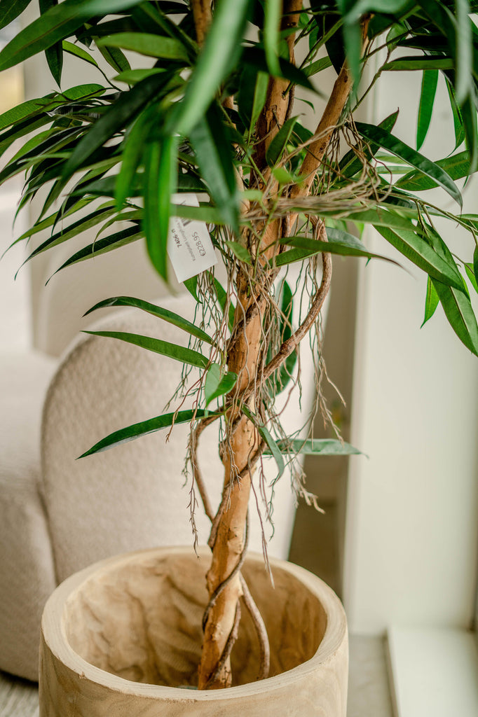 Plant Longifolia Royaal | 150 cm