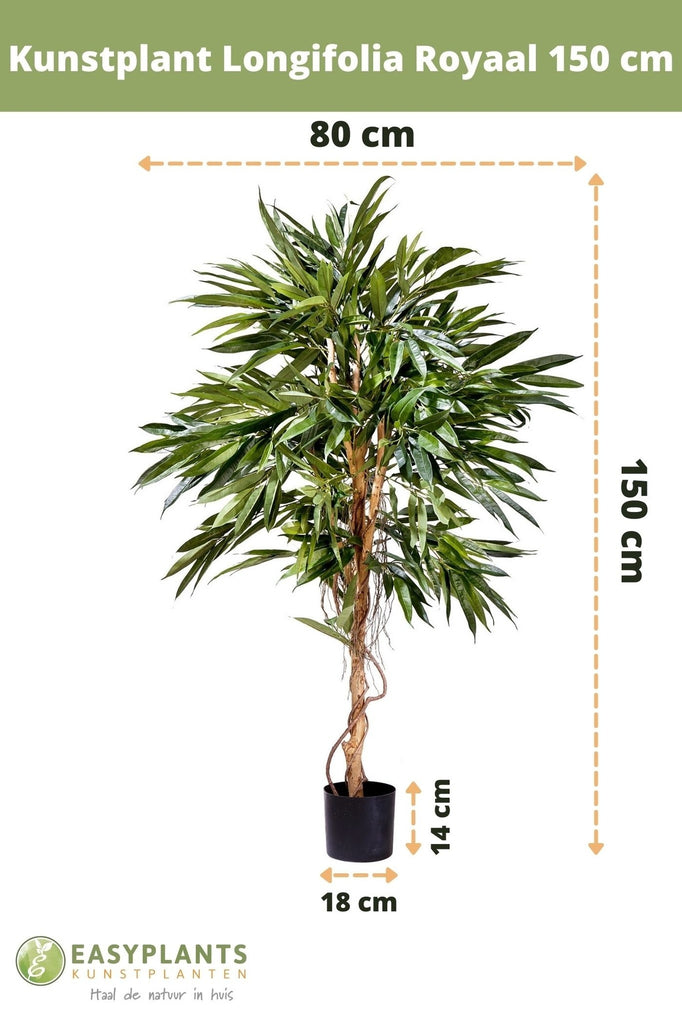 Plant Longifolia Royaal | 150 cm