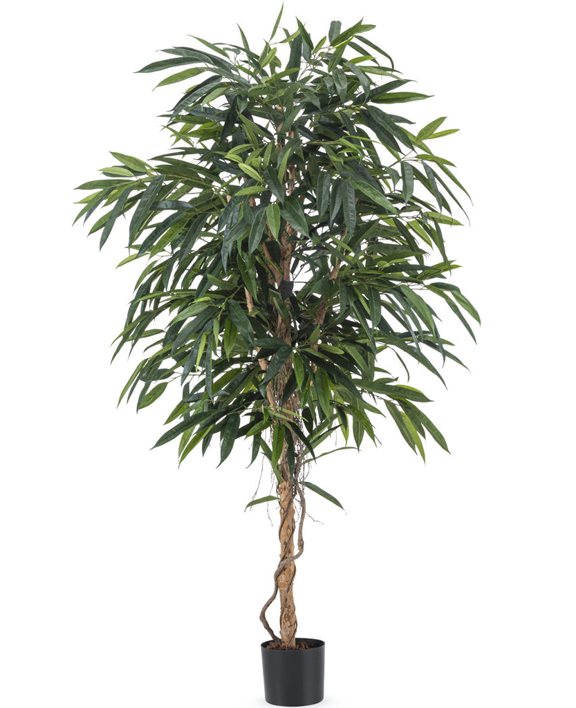 Longifolia Royaal | 180 cm