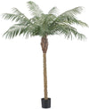 Palm Phoenix De Luxe | 180 cm