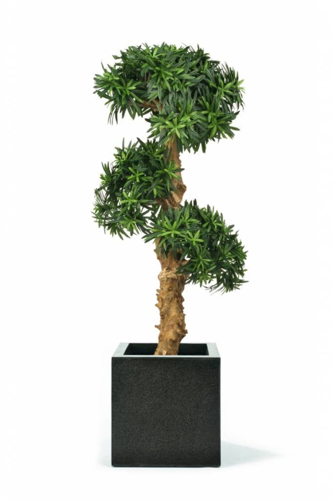 Bonsai Podocarpus | 110 cm